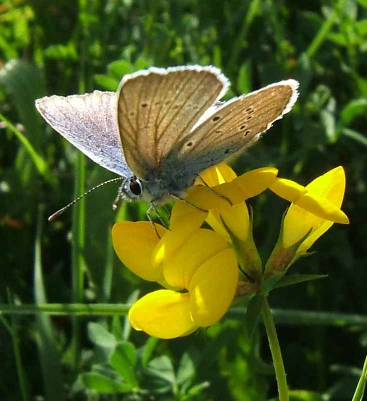 Cyaniris semiargus Cyaniris semiargus